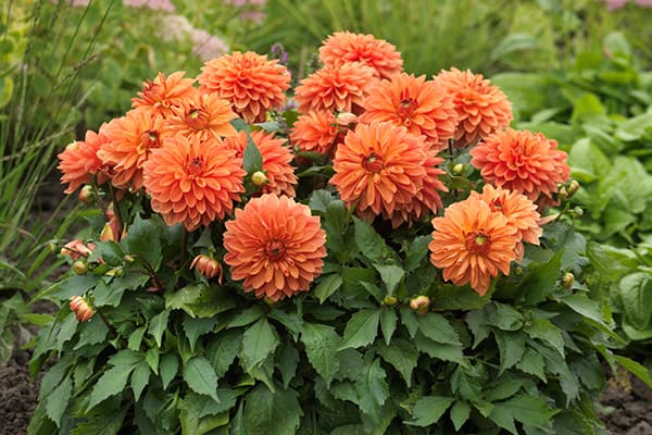 Dahlia Coccinea - Online planten kopen | Bloemen Steven De Simpelaere ...